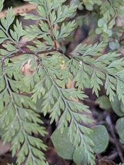 Corin, CC BY, iNaturalist via GBIF Dennstaedtia novae-zelandiae, photograph Corin, CC BY, iNaturalist via GBIF