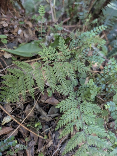 Dennstaedtia novae-zelandiae, photograph 4