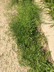 Spergularia macrotheca