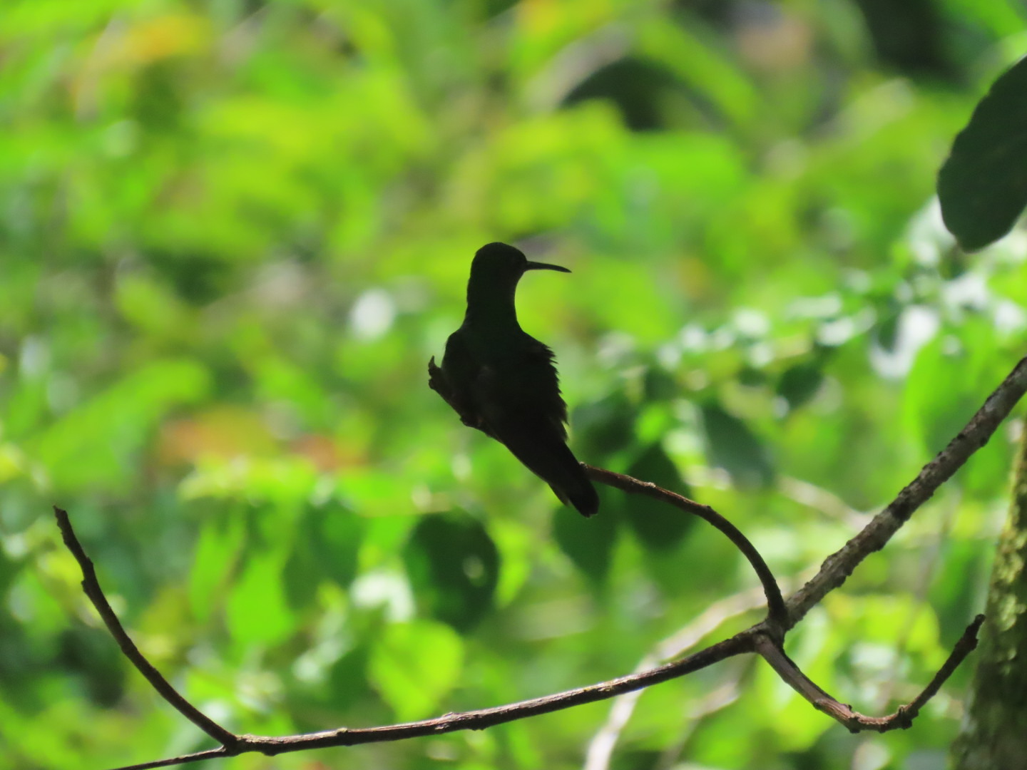 Bronze-tailed Plumeleteer (Chalybura urochrysia), photo 7