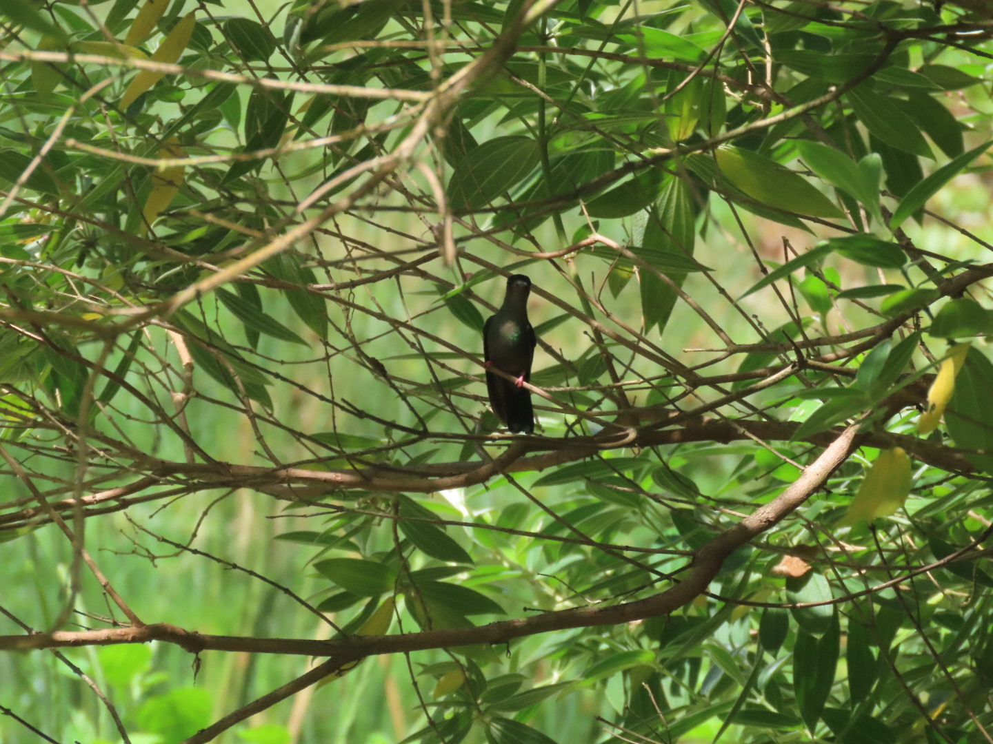 Bronze-tailed Plumeleteer (Chalybura urochrysia), photo 6