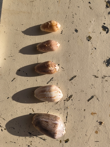 Oliva incrassata, 2026-04-20