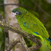 Hispaniolan Parrot - Photo (c) Pedro Genaro Rodriguez, some rights reserved (CC BY-NC), uploaded by Pedro Genaro Rodriguez