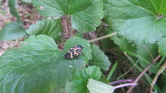 Deois flexuosa