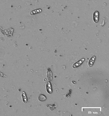 Caloplaca image