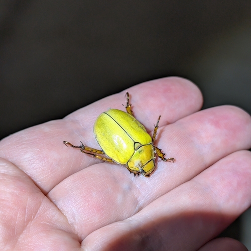 Goldsmith Beetle photo 4