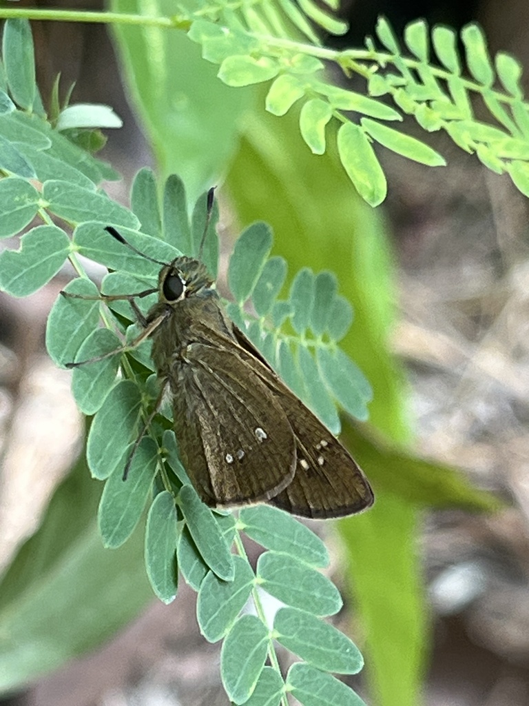 Formosan Swift (Borbo cinnara)
