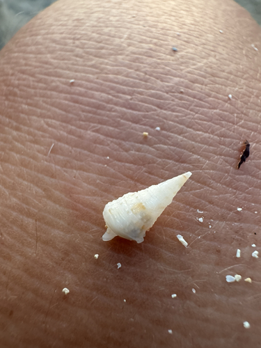 Rhinoclavis sinensis observed 2026-04-24
