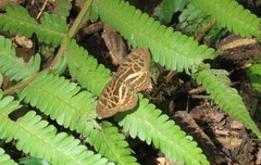 Catuna crithea