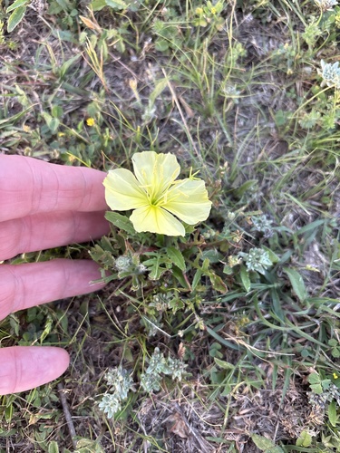 Oenothera triloba, photograph 6