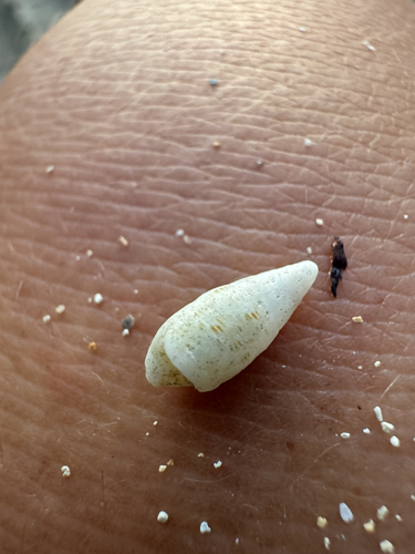 Cerithium nesioticum observed 2026-04-24