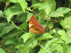Charaxes varanes vologeses
