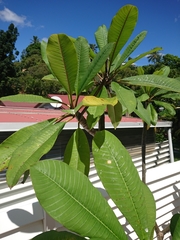 Plumeria rubra