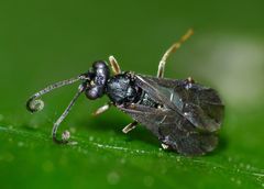 Ascogaster