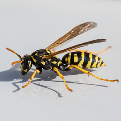 European Paper Wasp