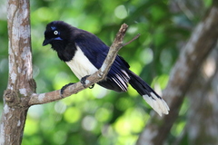 Cyanocorax affinis