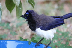 Cyanocorax affinis