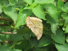 Charaxes varanes vologeses