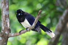 Cyanocorax affinis