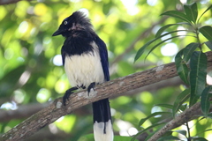 Cyanocorax affinis
