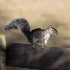 Collie's Squirrel photo 3