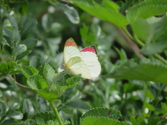 Colotis hetaera ankolensis