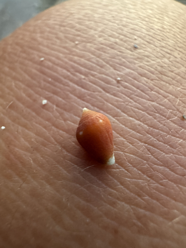 Lovellona atramentosa observed 2026-04-24