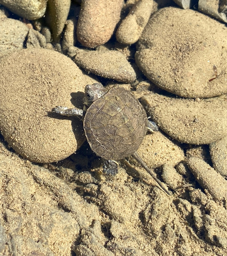 iNaturalist observation photo of Northwestern Pond Turtle