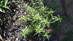 Deinandra minthornii