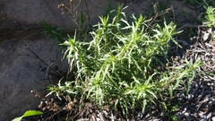 Deinandra minthornii