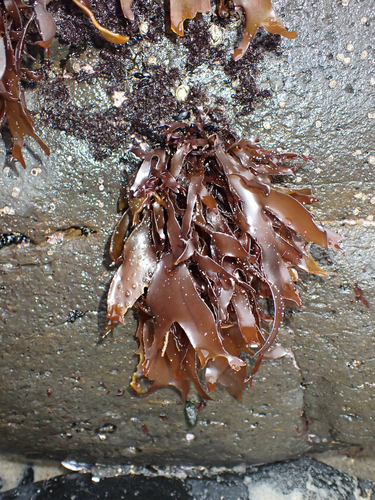 Pachymenia observed 2026-04-25