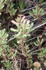 Limbarda crithmoides