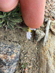 (c) Jared Lincenberg, some rights reserved (CC BY) Erigeron vetensis, photograph (c) Jared Lincenberg, some rights reserved (CC BY)