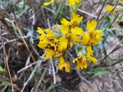 Psilostrophe gnaphalodes