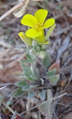 Physaria gracilis