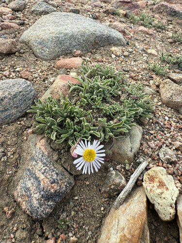 Erigeron vetensis