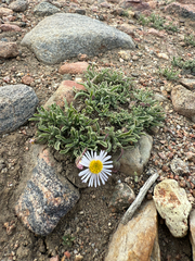Erigeron vetensis