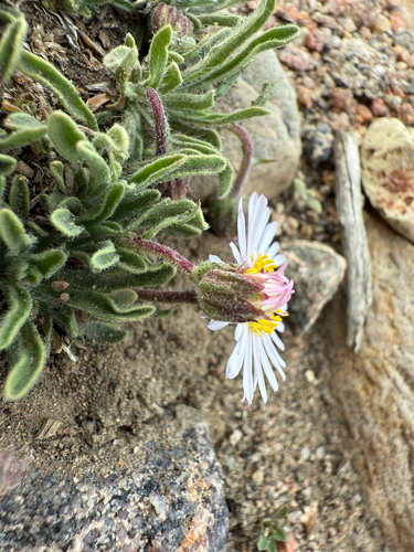 Erigeron vetensis, photograph 2