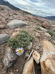 (c) Jared Lincenberg, some rights reserved (CC BY) Erigeron vetensis, photograph (c) Jared Lincenberg, some rights reserved (CC BY)