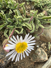 Erigeron vetensis, photograph (c) Jared Lincenberg, some rights reserved (CC BY)