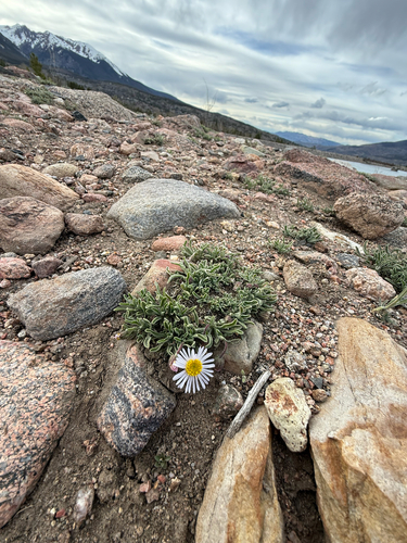 Erigeron vetensis, photograph 5