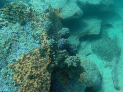 Pyura spinifera