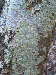 Pertusaria leioplaca