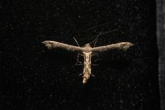 Michaelophorus indentatus