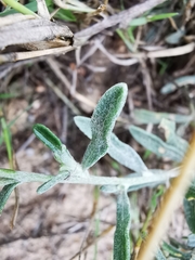 Psilostrophe gnaphalodes