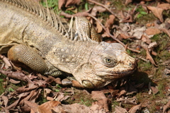 Iguana iguana