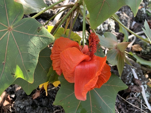 Kokia drynarioides observed 2026-04-24