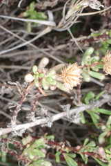 Limbarda crithmoides