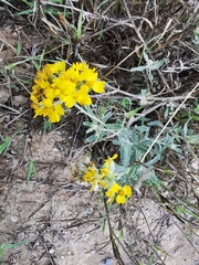 Psilostrophe gnaphalodes