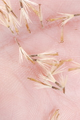 Limbarda crithmoides